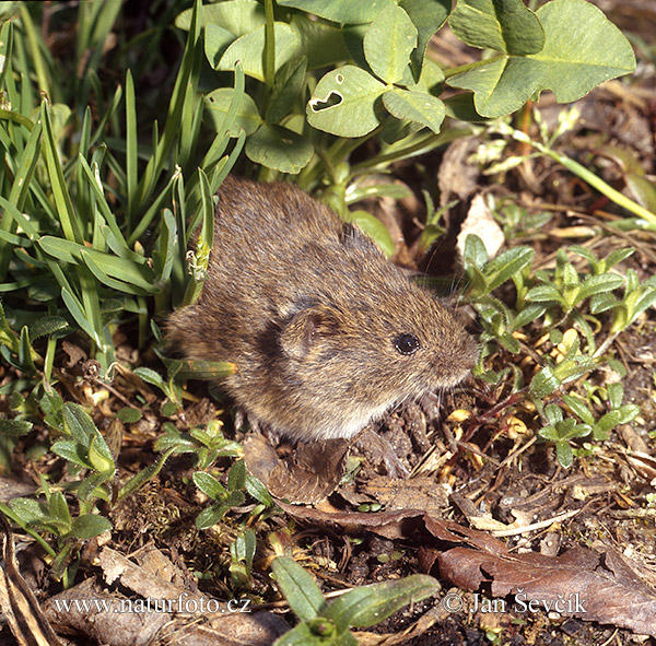 Rato silvestre