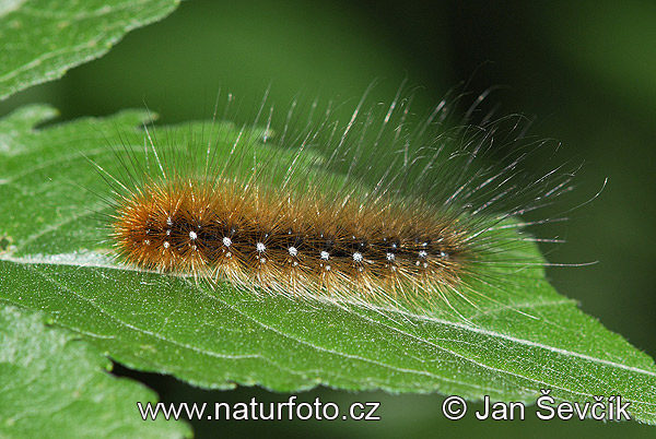 rauner Bär Schmetterling