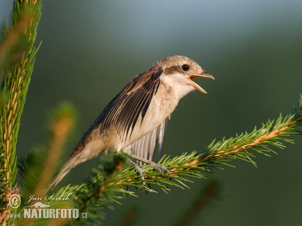 Red-backed Shrike (Lanius collurio)