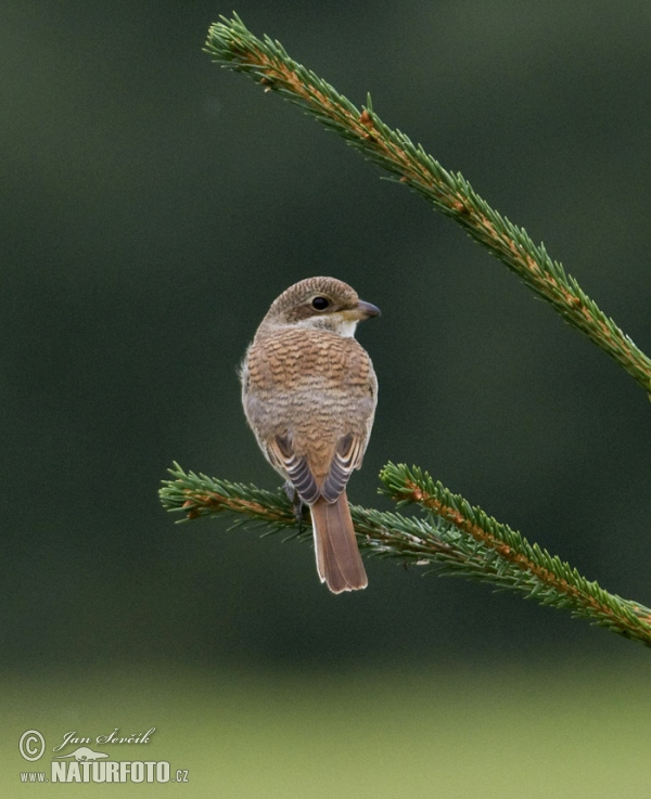 Red-backed Shrike (Lanius collurio)