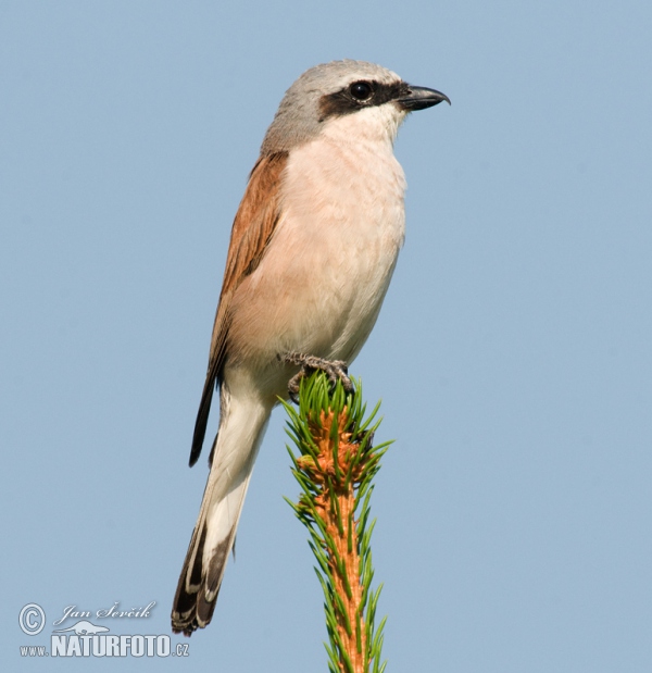 Red-backed Shrike (Lanius collurio)