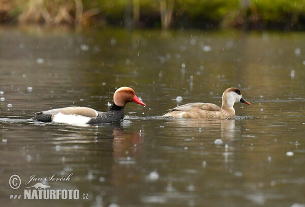 Red-crested Pochard (Netta rufina)