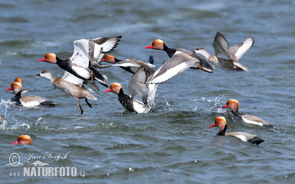 Red-crested Pochard (Netta rufina)