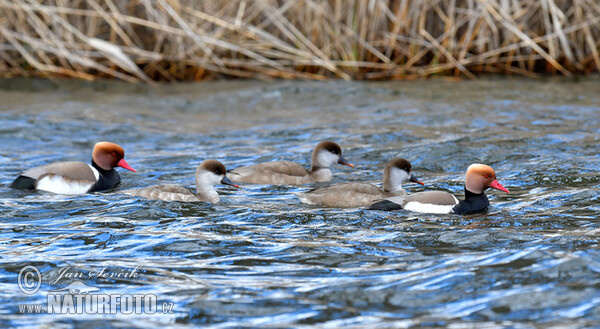 Red-crested Pochard (Netta rufina)