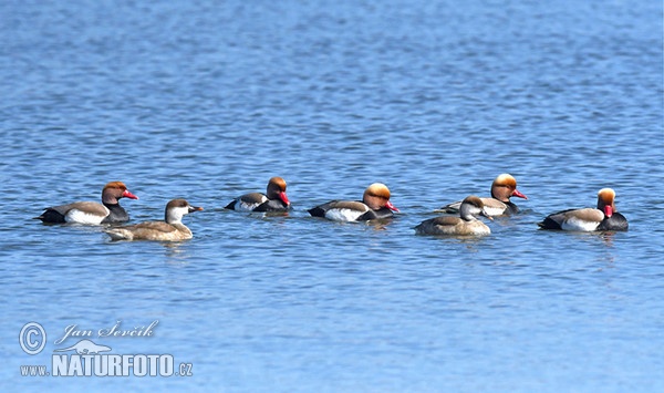 Red-crested Pochard (Netta rufina)