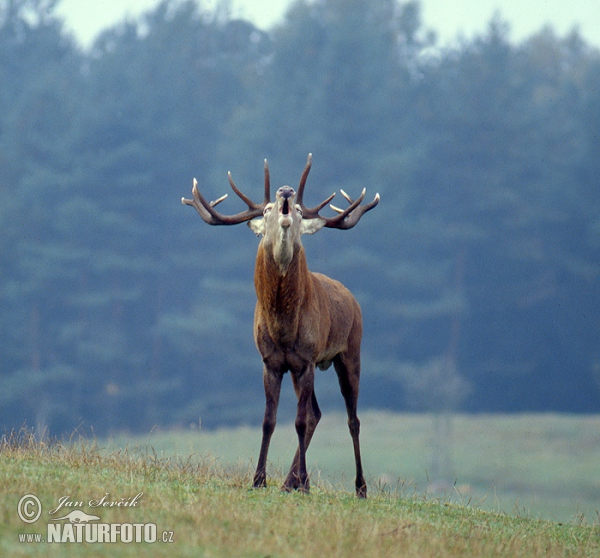 Red Deer (Cervus elaphus)