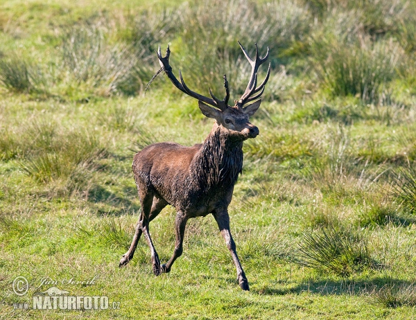 Red Deer (Cervus elaphus)