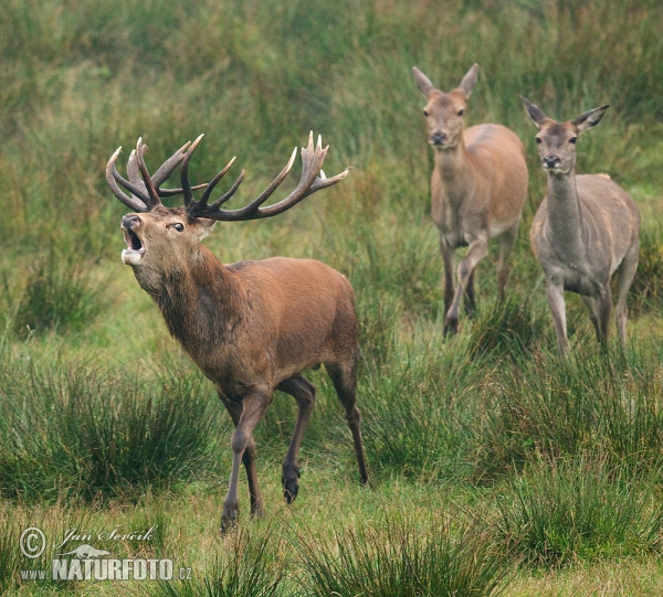 Red Deer (Cervus elaphus)