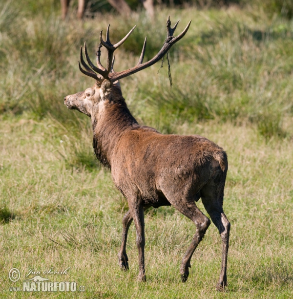 Red Deer (Cervus elaphus)