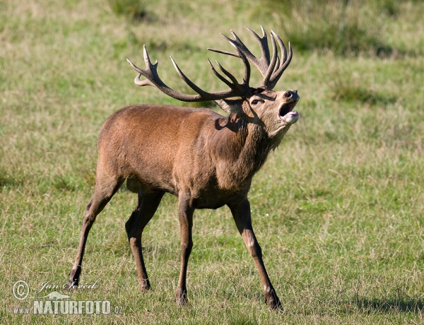 Red Deer (Cervus elaphus)