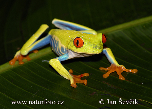 Red-eyed Tree Frog (Agalychnis callidryas)