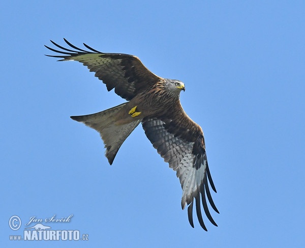 Red Kite (Milvus milvus)