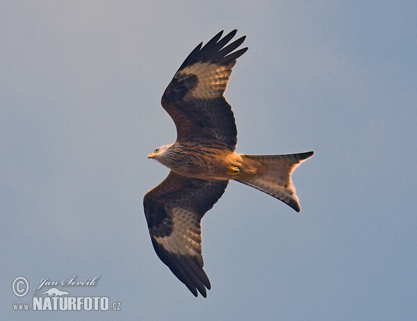 Red Kite (Milvus milvus)