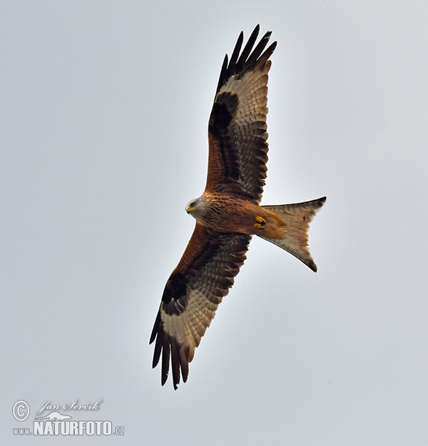 Red Kite (Milvus milvus)