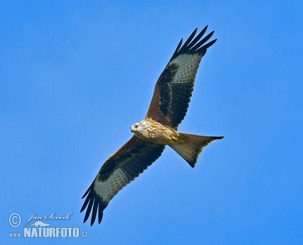 Red Kite (Milvus milvus)