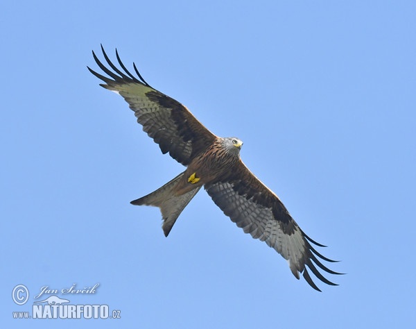 Red Kite (Milvus milvus)