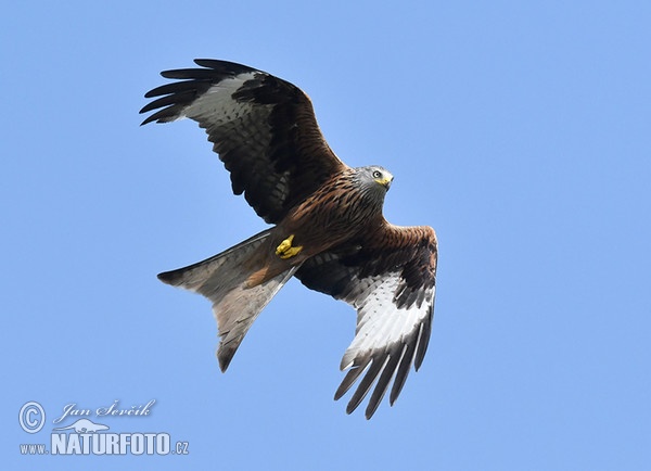 Red Kite (Milvus milvus)