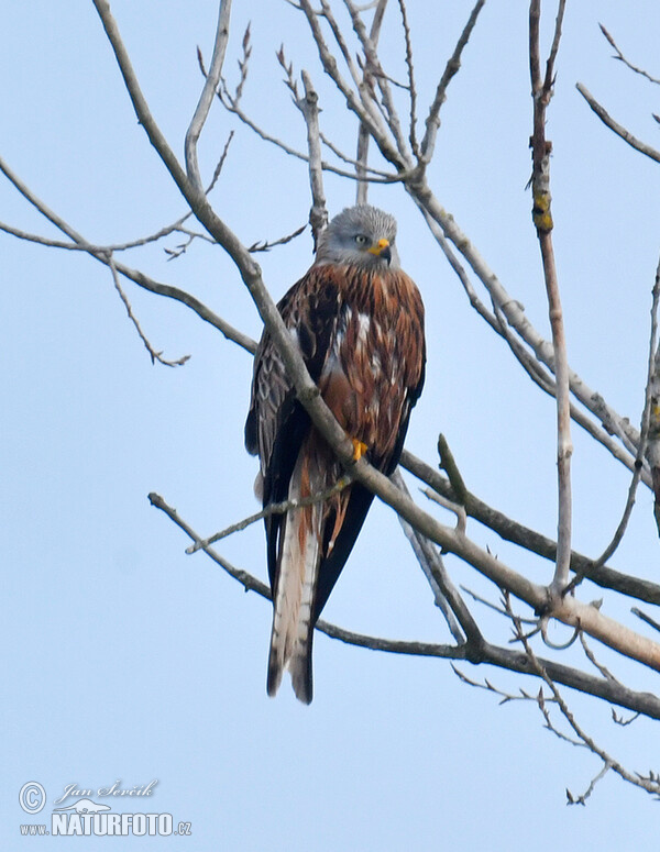 Red Kite (Milvus milvus)