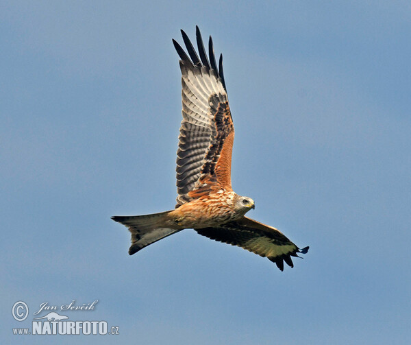 Red Kite (Milvus milvus)