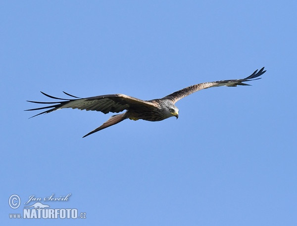 Red Kite (Milvus milvus)