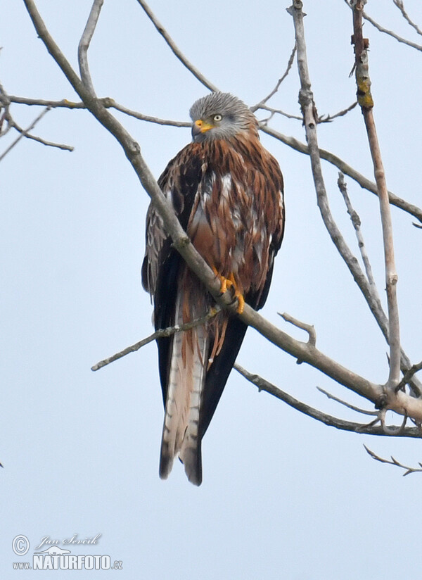 Red Kite (Milvus milvus)