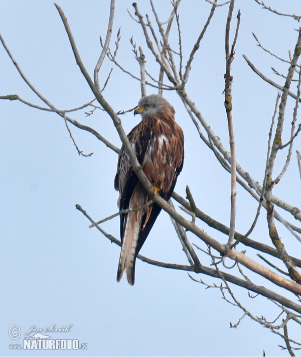 Red Kite (Milvus milvus)