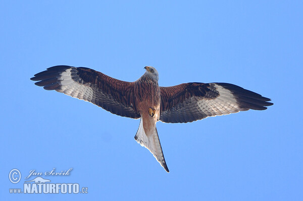 Red Kite (Milvus milvus)