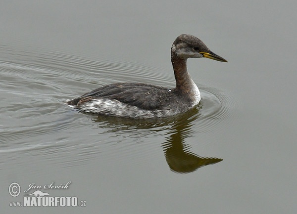 Red-necked Grebe (Podiceps grisegena)