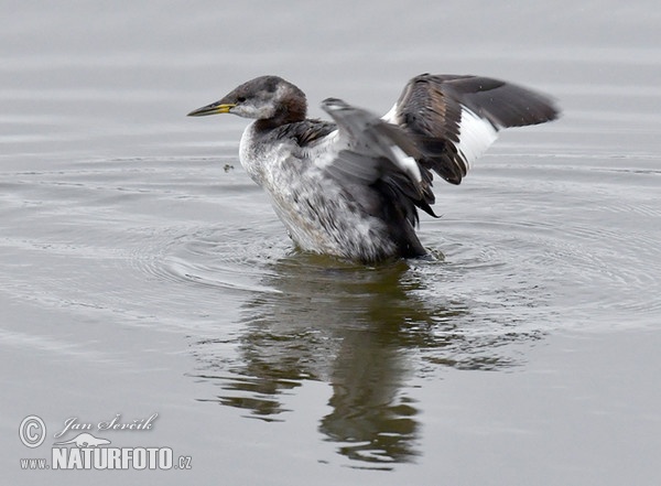 Red-necked Grebe (Podiceps grisegena)