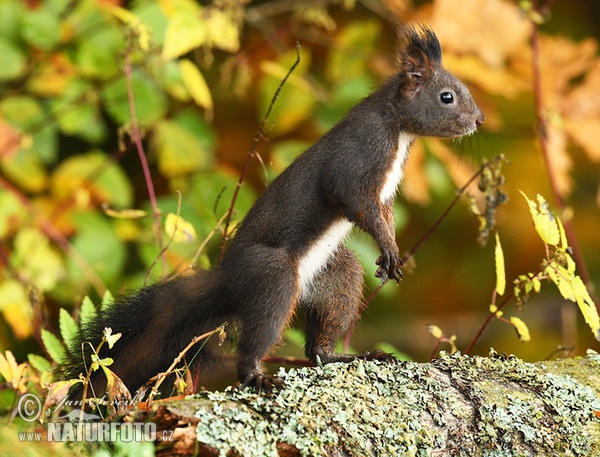 Red Squirrel (Sciurus vulgaris)