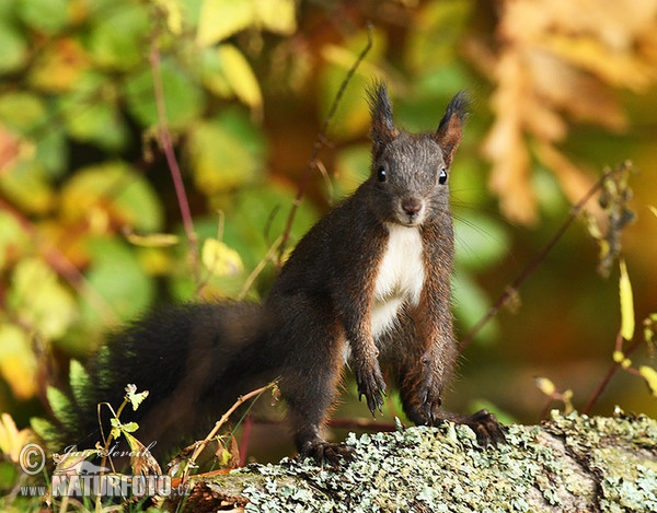 Red Squirrel (Sciurus vulgaris)