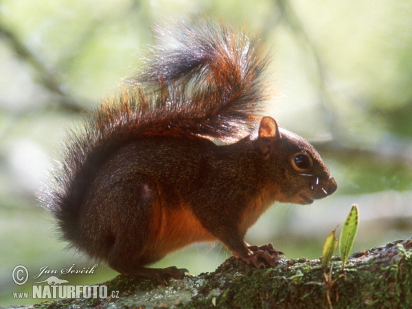 Red-tailed Squirrel (Sciurus granatensis)