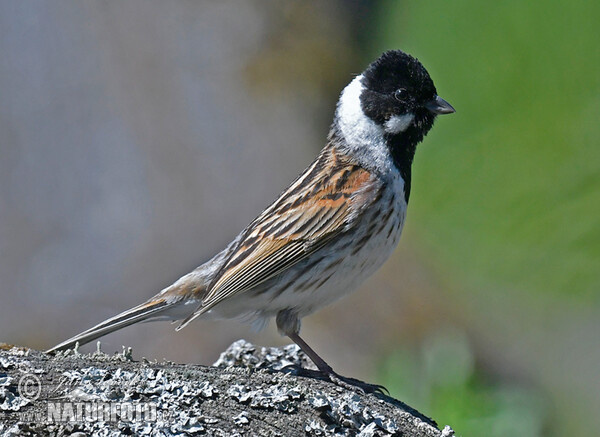 Reed Bunting (Emberiza schoeniclus)