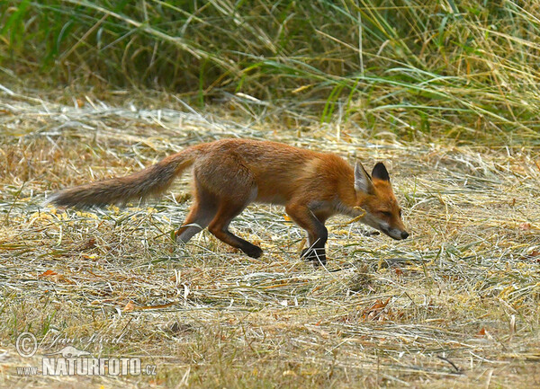 Renard roux