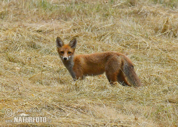 Renard roux