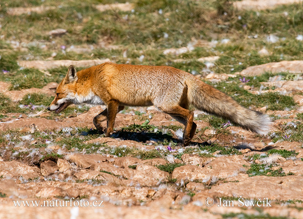 Renard roux