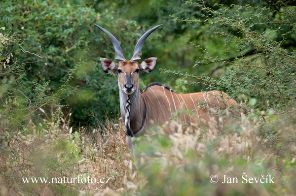 Reuzenelandantilope