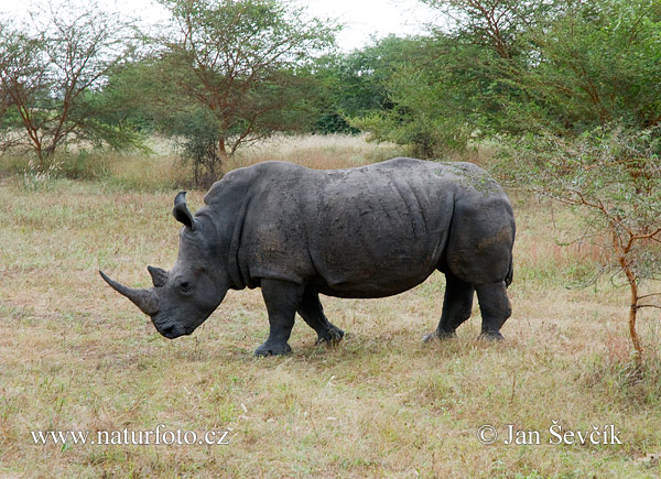 Rhinocéros blanc