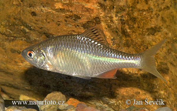 Rhodeus sericeus amarus