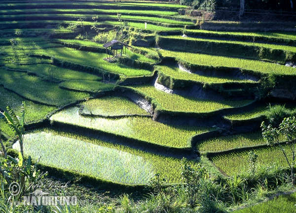 rice field (BAL)