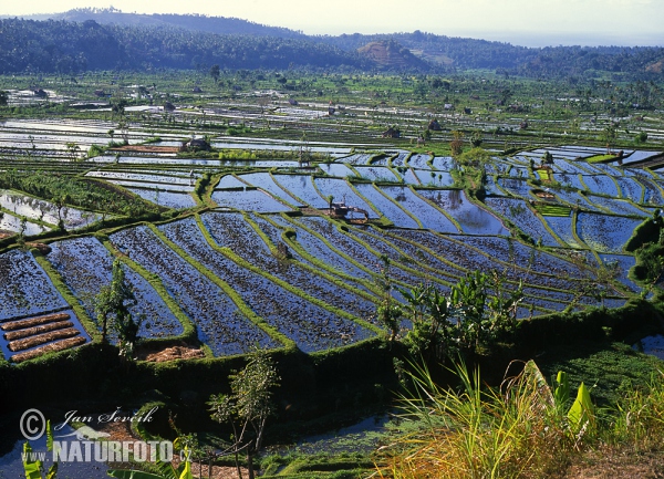 rice field (BAL)