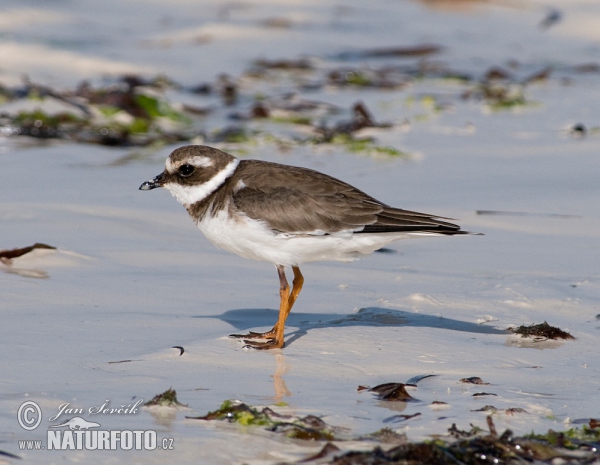 Ringed Plover (Charadrius hiaticula)