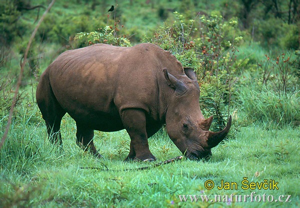 Rinoceronte bianco