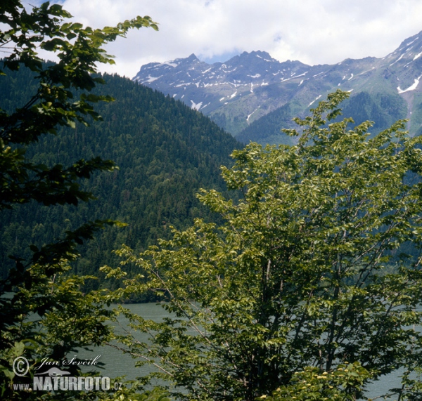 Ritsa lake (Abchazia)