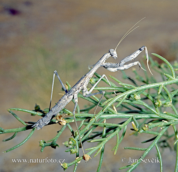 Rivetina sp.