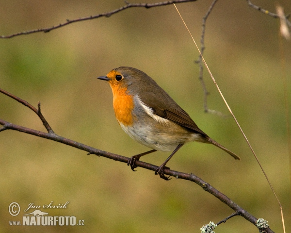 Robin (Erithacus rubecula)