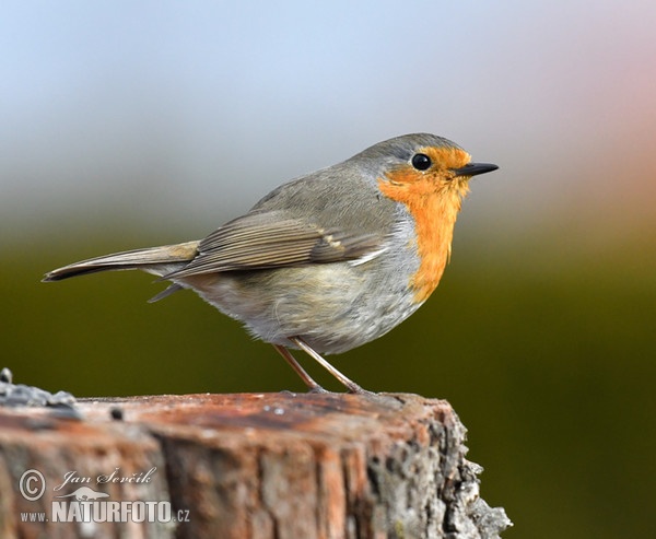 Robin (Erithacus rubecula)