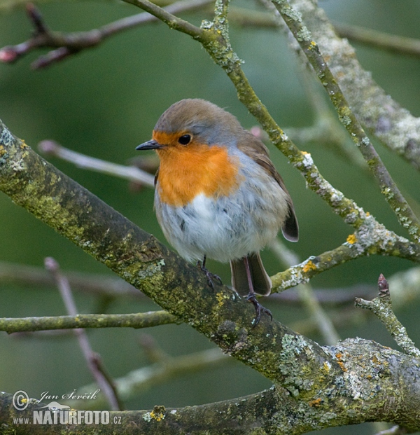 Robin (Erithacus rubecula)