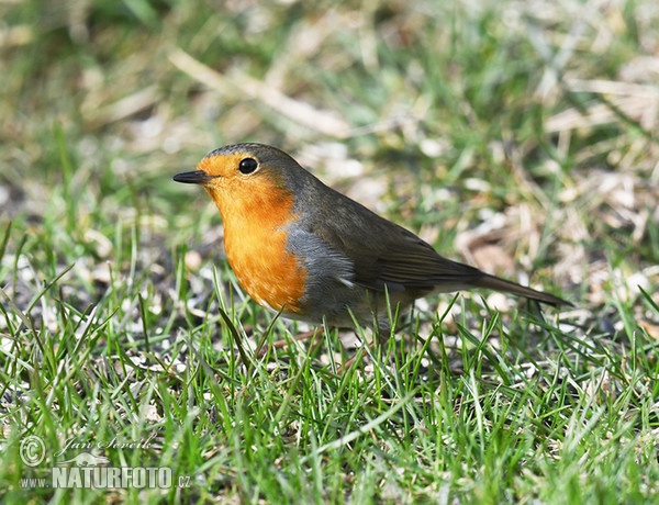 Robin (Erithacus rubecula)