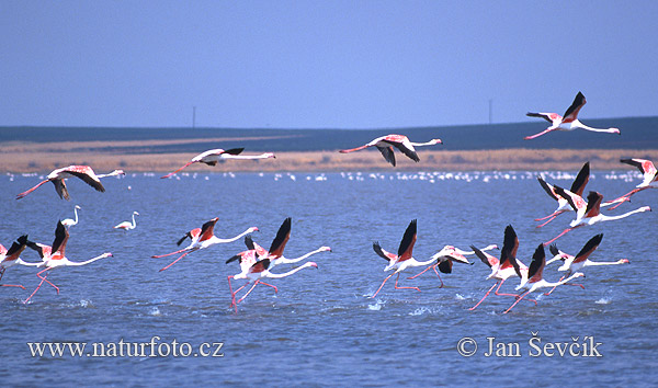 Rode flamingo